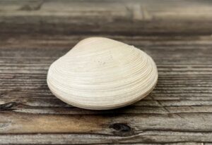 金森得水二見浦鏡貝香合