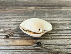 金森得水二見浦鏡貝香合