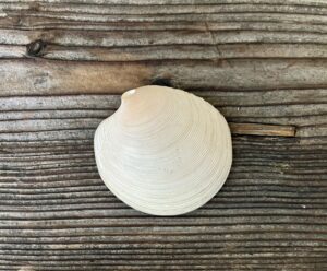 金森得水二見浦鏡貝香合