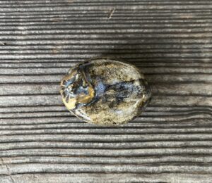 初代真葛香山作 干し柿香合